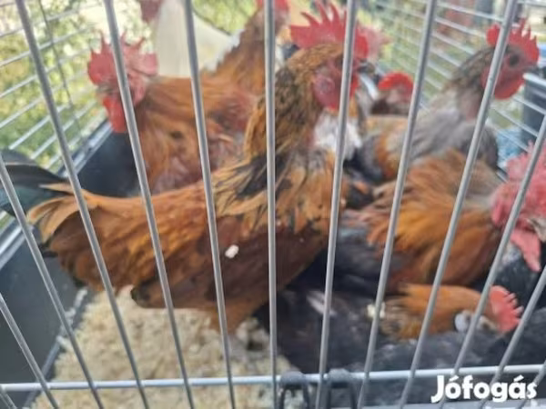Japanisches Bantam