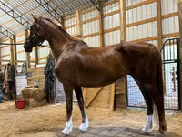 Kobila, Dutch warmblood horse — fotografija 5