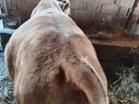 ثور, بقرة ليموزين — الصورة 7