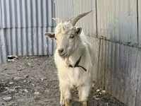 Теке, Ешкілер — 3-сурет