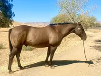 Pastuv, Quarter Horse — fotografija 2