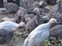 Guinea fowl — fotografija 6