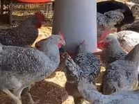 Chickens — fotografija 2