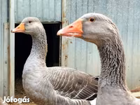 Geese — 照片 1