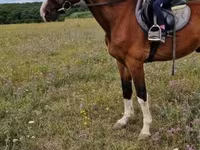 雄馬, Hungarian horse breed — 写真 2