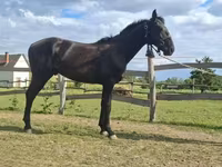 Koń, Nonius horse — zdjęcie 6