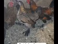 Chickens — fotografija 1