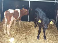 Bik, Simmental cattle — fotografija 2