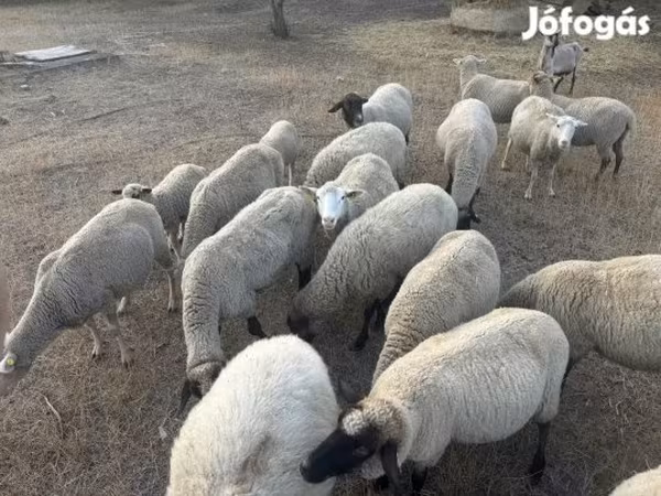 雄羊, Tsigai sheep — ハンガリー