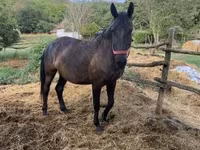 Yegua, Hungarian horse breed — foto 4
