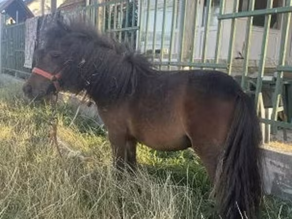 Kobila, Shetland Pony