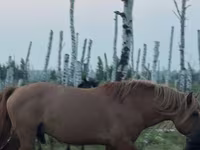 Hengst, Kushum Horse — Foto 2