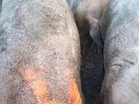 Schweine (Partie, Geschlecht nicht angegeben), Schweine — Foto 3