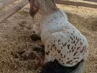 Koń, Konie — zdjęcie 4