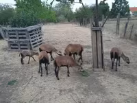 أغنام (دفعة، الجنس غير محدد), Cameroon sheep — الصورة 1