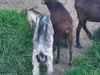 Koza, Irish goat — fotografija 4
