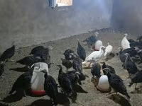 Turkeys — fotografija 2