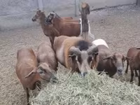 雄羊, Cameroon sheep — 写真 2