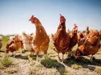 Chickens — zdjęcie 2
