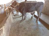 Krava, Russian Black pied cattle — fotografija 3