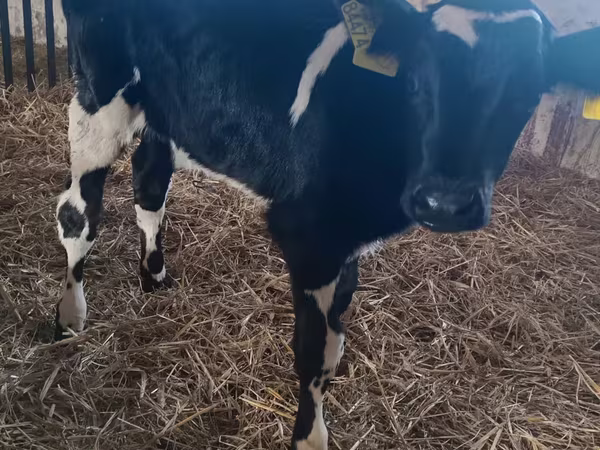 ثور, Russian Black pied cattle