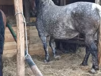 Kobila, Hungarian horse breed — fotografija 2