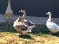 Geese — foto 3