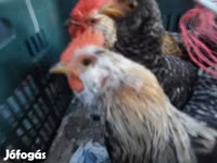 Japanisches Bantam — Foto 2