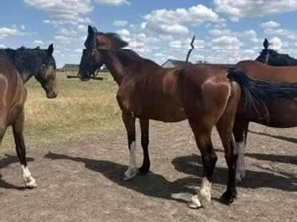Kobyła, Dutch warmblood horse