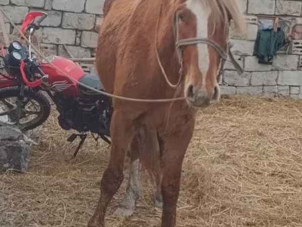 Konie (partia, płeć nieokreślona), Kazakh horse
