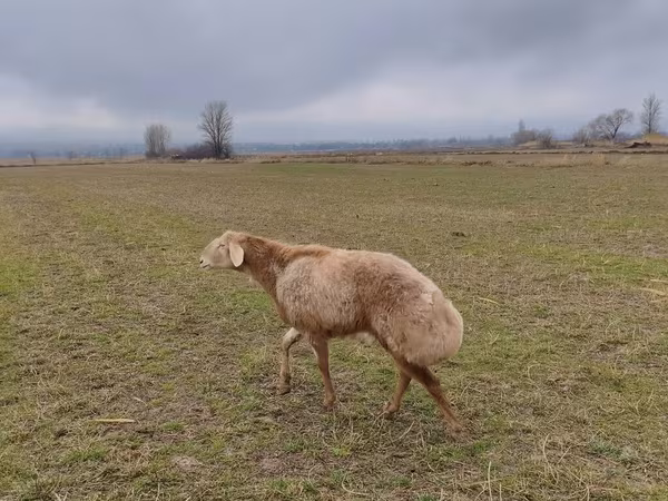 Баран, Arashan sheep