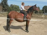 Kobyła, Hungarian horse breed — zdjęcie 2
