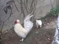 Японська бентамка — фото 3
