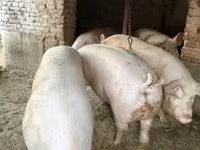 公猪, Pigs — 照片 1