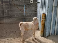 Koza, Kamori goats — fotografija 5