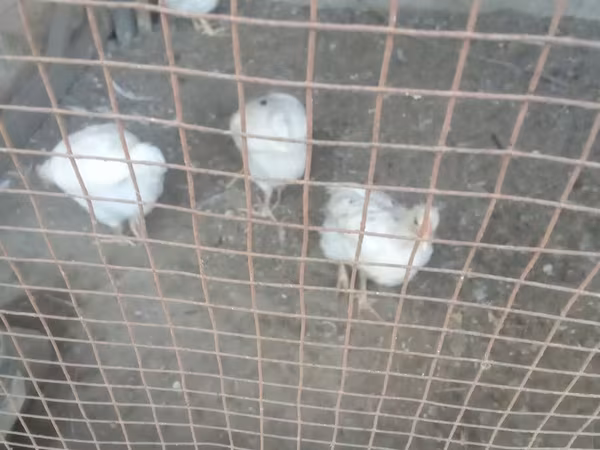 Chickens