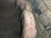Қабан, Шошқалар — 3-сурет