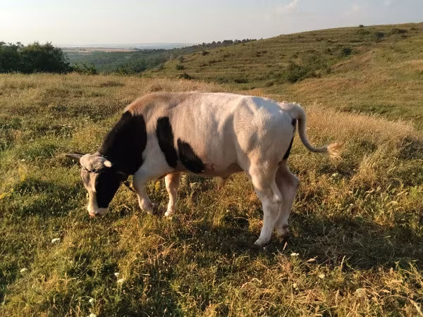 Бұқа, Russian Black pied cattle