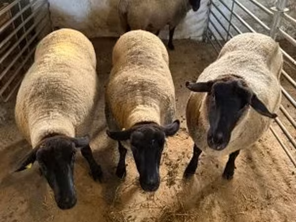 Sheep, White Suffolk sheep