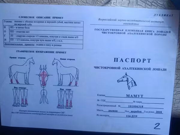 Pastuv, Akhal-Teke