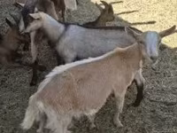 बकरा, Alpine goat — फ़ोटो 2