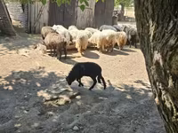Qoç, Racka sheep — foto 1