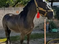 At, Nonius horse — foto 4