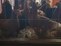 Chickens — 照片 1