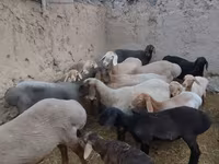 Ovca, Arashan sheep — fotografija 1