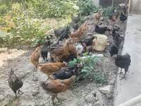 Chickens — photo 1