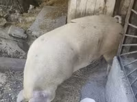 Қабан, Шошқалар — 3-сурет