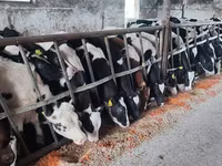 Bik, Russian Black pied cattle — fotografija 4