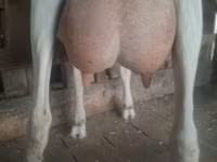 Koza, Saanen goat — zdjęcie 1