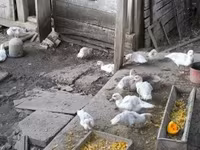 Ducks — 照片 4